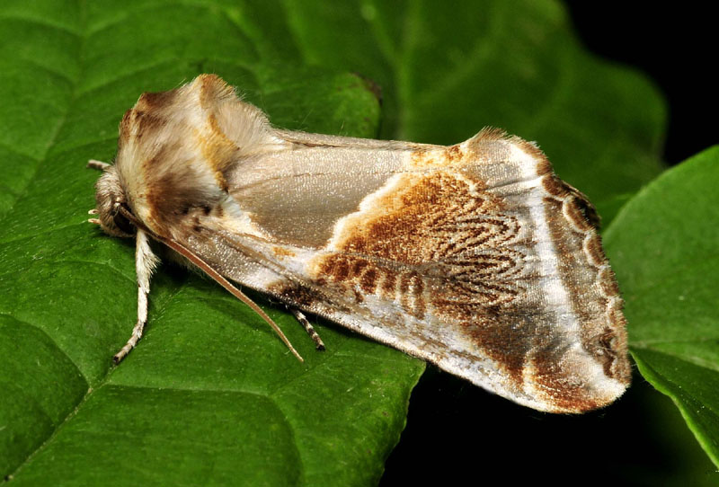 due belle Drepanidae: Thyatira batis e Habrosyne pyritoides